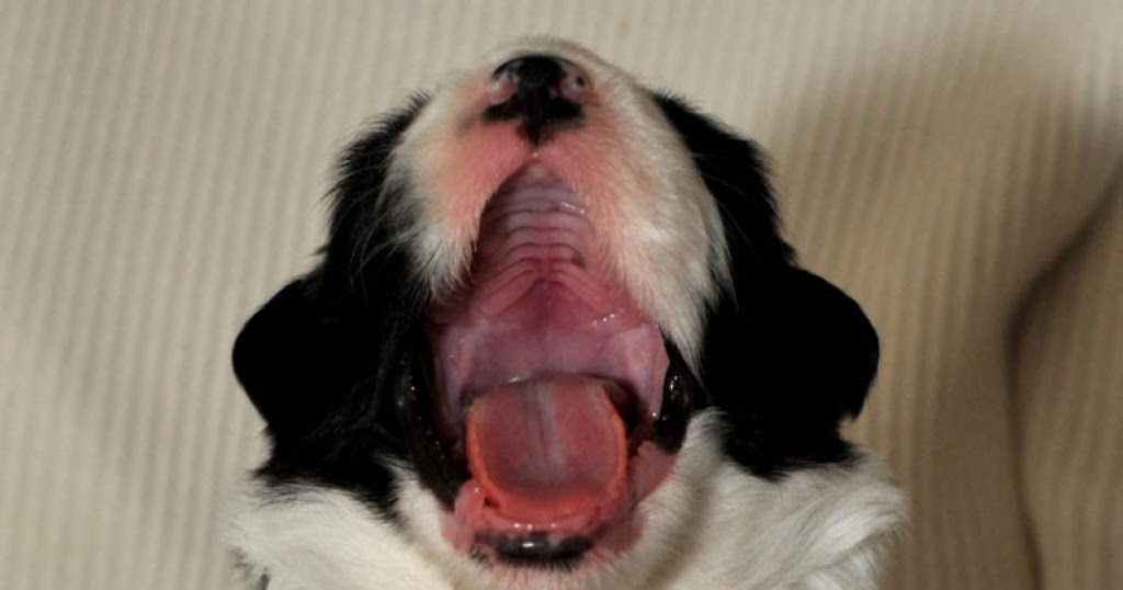 dogs age by teeth the modern bark tips how to easily determine age by his teeth dogs age by teeth the modern bark tips how to easily determine age by his teeth
