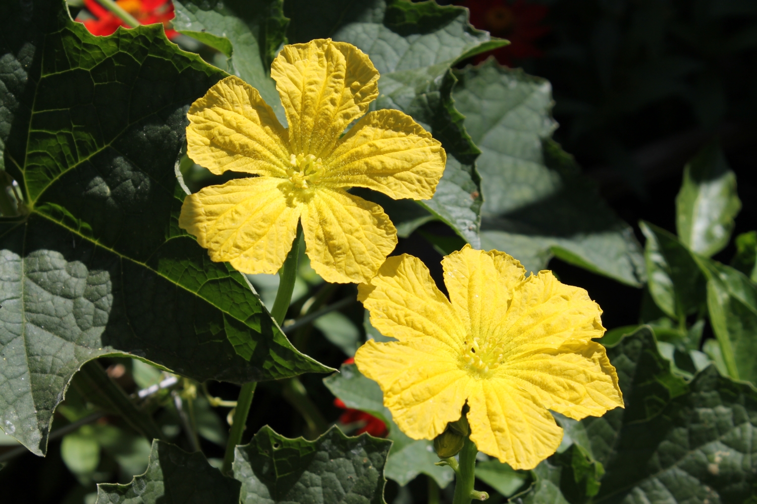 Liisa's Garden Journey Growing Luffa Loofah Lufah