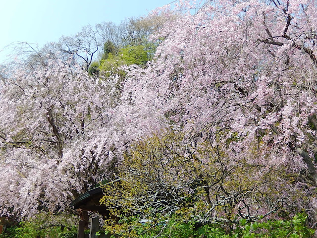 �����@�̎}�����