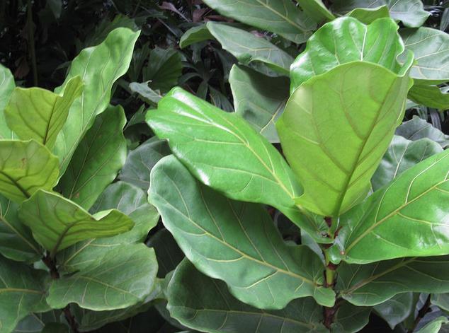 PlantWerkz: Fiddleleaf Fig - Ficus Lyrata