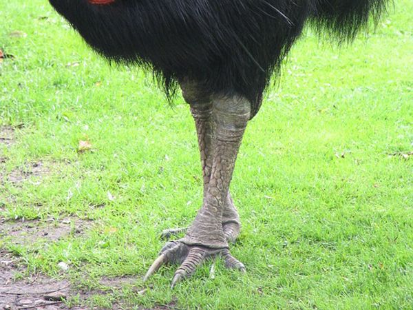Burung Kasuari Si Pemilik Cakar Yang Berbahaya Cinta Sains Burung Kasuari Si Pemilik Cakar Yang Berbahaya Cinta Sains