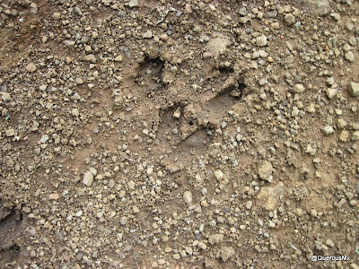 Parecen huellas de venado - Volcán de Tequila