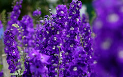 violet purple flowers wallpapers flower desktop colors mobile roses shades phone lovely wallpapersafari inspiration