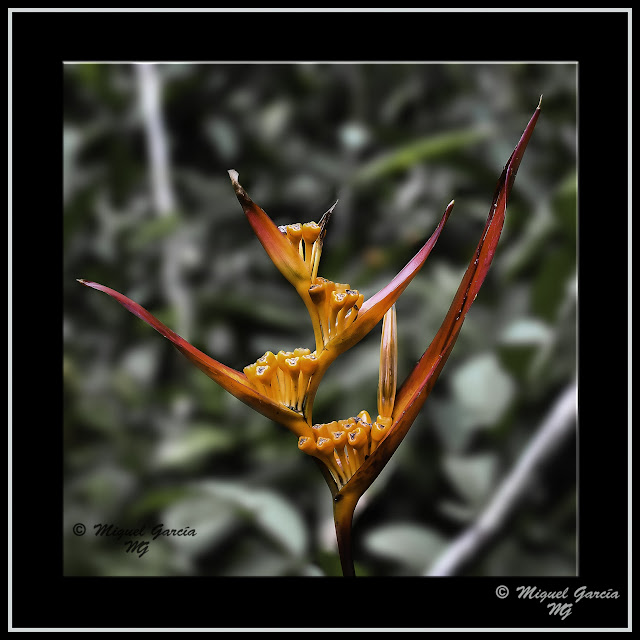 Flores. Iquitos, Perú