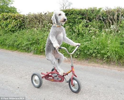Chú chó lái xe đạp, lướt xe hơi "thần sầu"