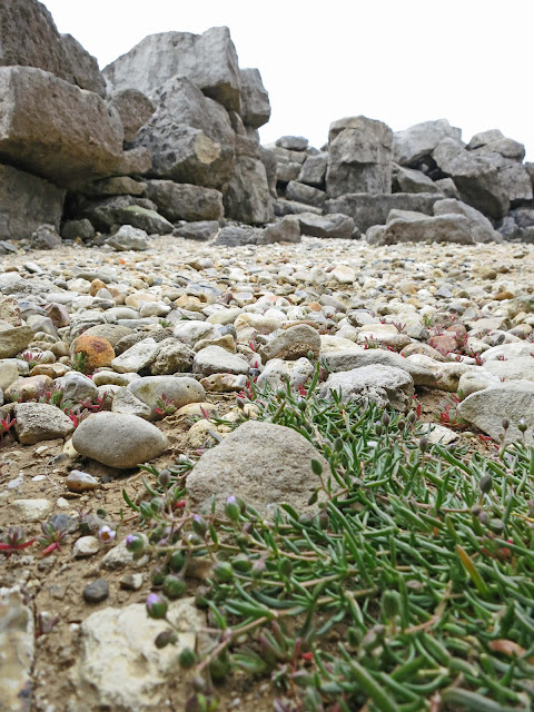 Greater Sea-spurrey - Spergularia media - with rocks ahead