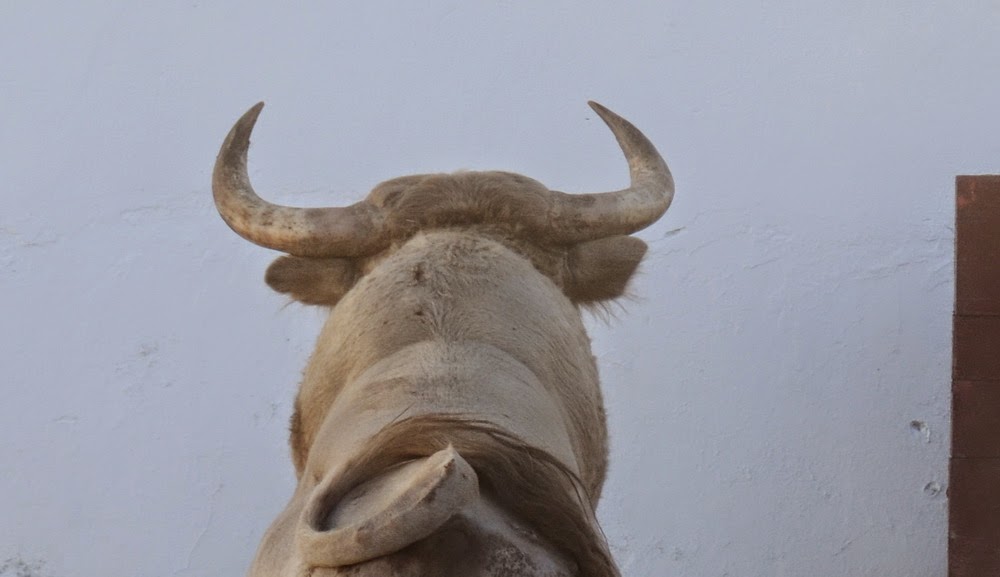 ambitotoros Sobre los pitones de los toros de Prieto de la Cal En Zalamea