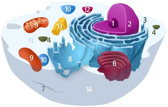 What-is-Ribosome-Definition-ما-هو-تعريف-الريبوسوم