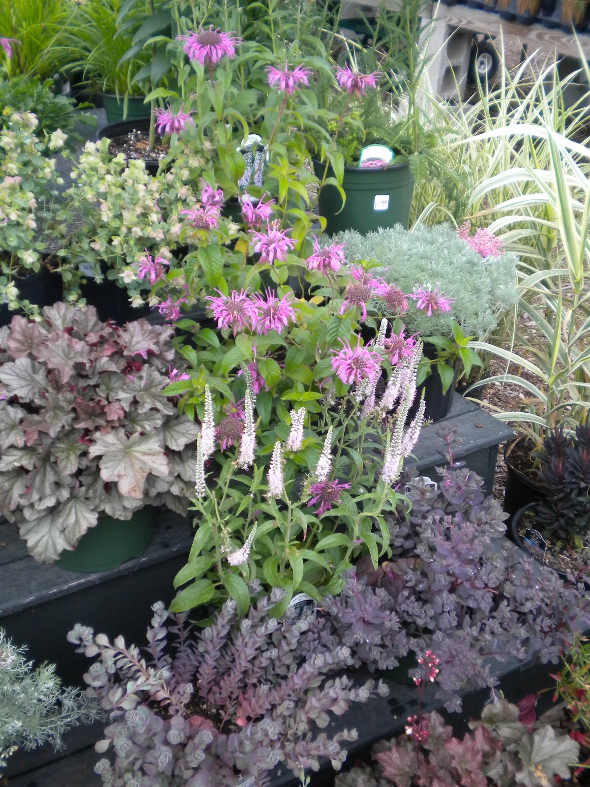 Rosemary's Sampler The Farmer's Daughter, RI