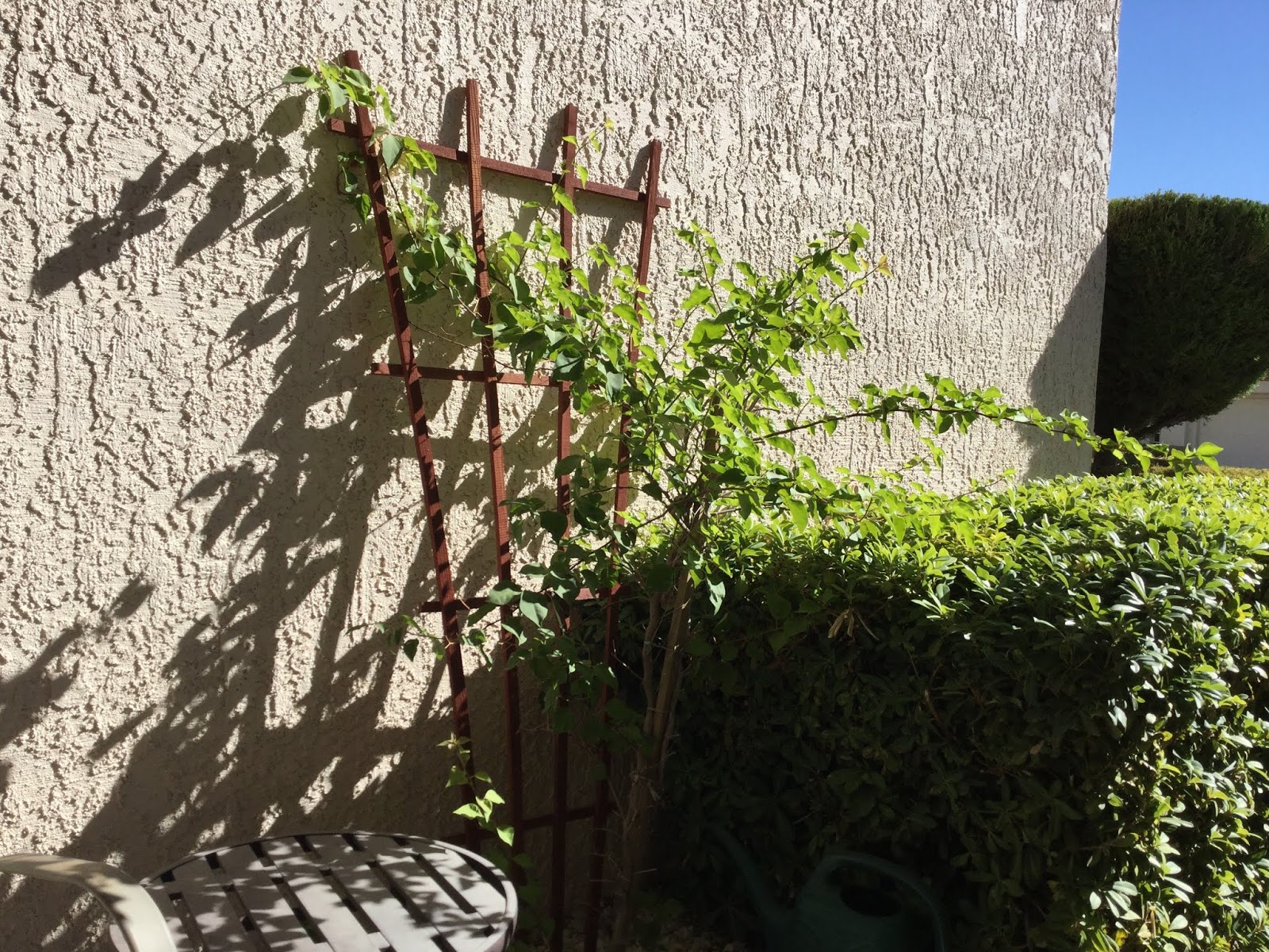 Xtremehorticulture of the Desert Bougainvillea Not Flowering