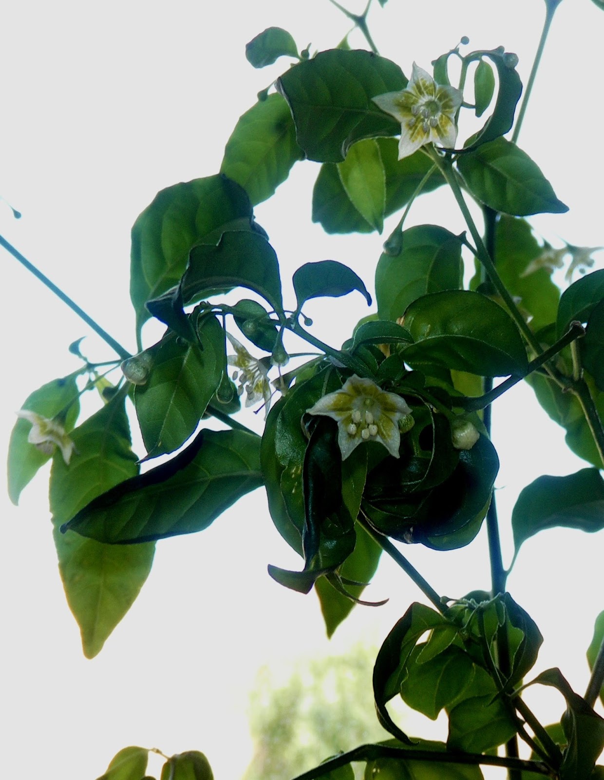 Scirpidiella's Plants Hardy Chili (Capsicum flexuosum)