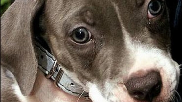 Lavishly Parsimonious Simply Enjoying Life 5 Common Dog Myths of