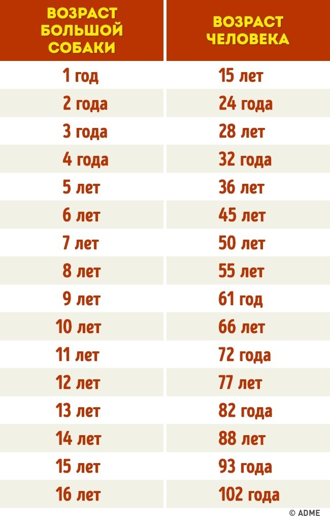 Таблица сколько кошке лет по человечески. Возраст кошек и собак. Таблица возраста собак по человеческим меркам мелких пород. Таблица возраста собак мелких пород. По человеческим меркам кошачий возраст 1 год.