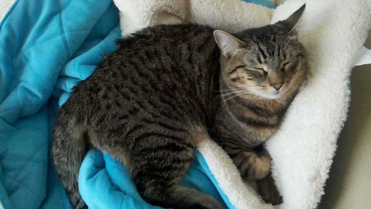 Paws the cat Life In A Cat's Eye View Paws' new blanket!