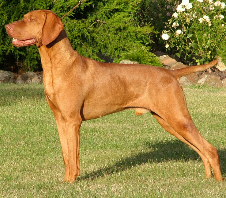 Dog-breed-Hungarian-Vizsla