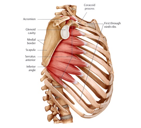 massage-serratus-anterior-muscle.jpg#s-480,436