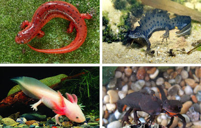 Contoh Hewan Amfibi Gambar Dan 8 Ciri Cirinya Lentera Hidup2