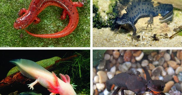 Contoh Hewan Amfibi Yaitu World Globe