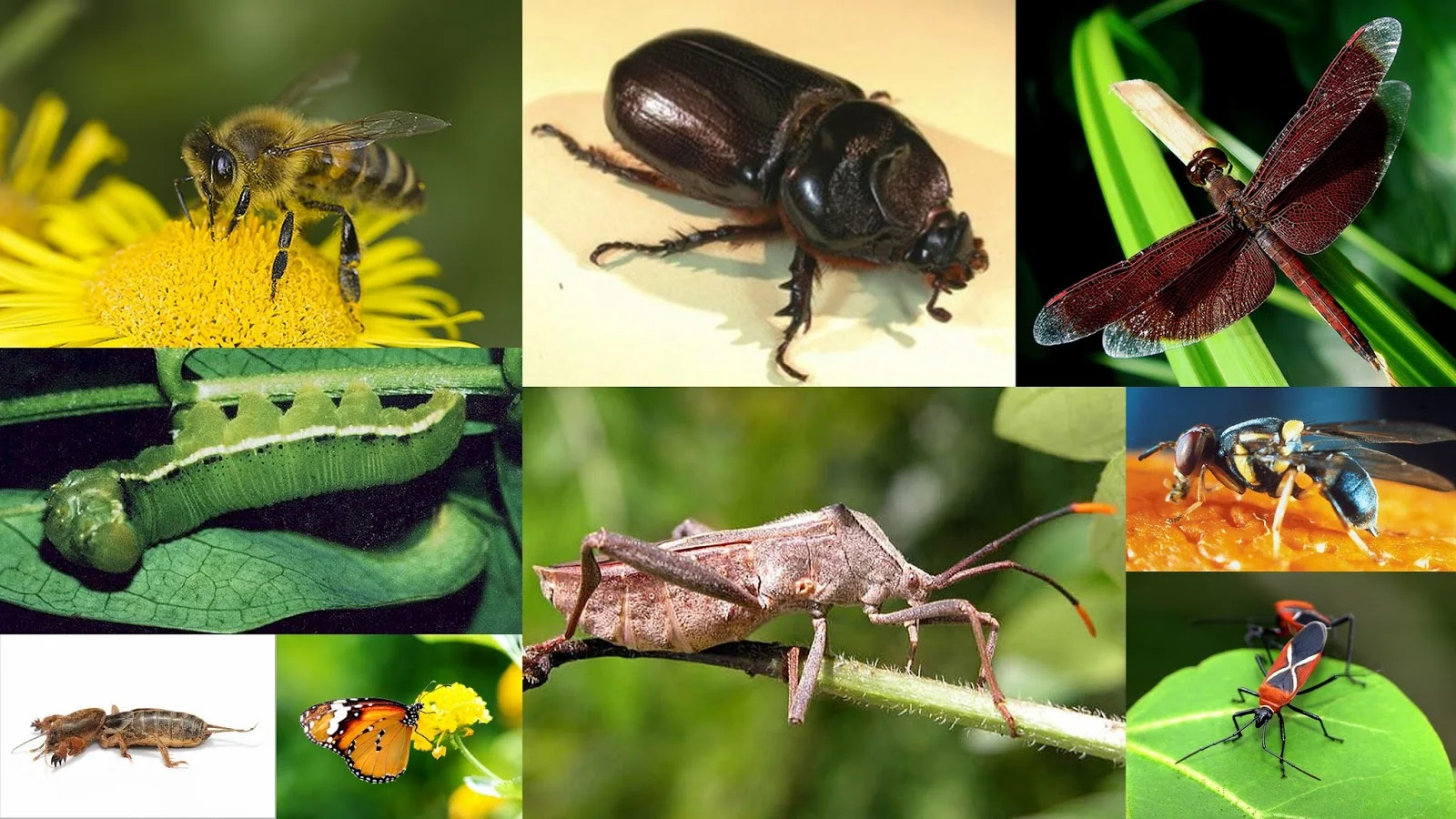 pest management
