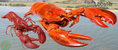 lobster fish, গলদা চিংড়ি মাছ 