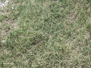 buffalo grass, Buchloë dactyloides