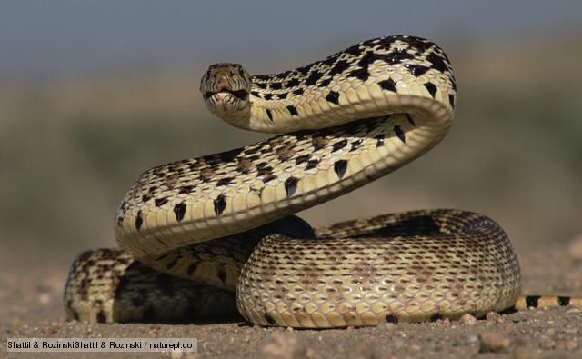 picture collection: snakes pics