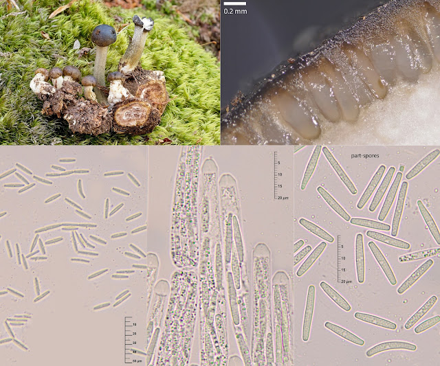 Elaphocordyceps rouxii.