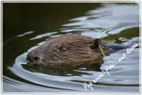 życie bobrów, european beaver, castor fiber