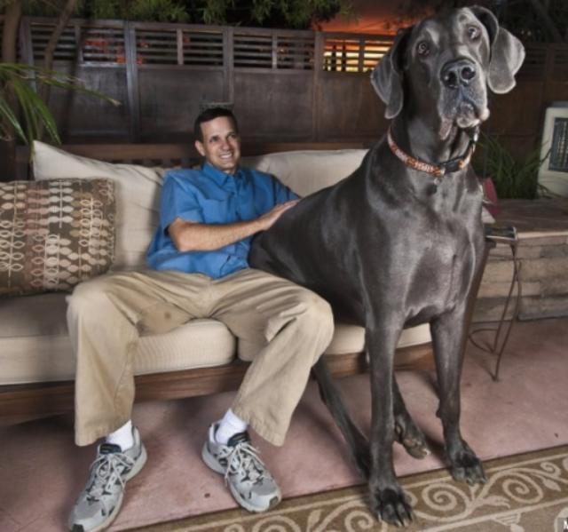 Wonders Book: World’s Biggest Dog: George, 230-Pound Great Dane and
