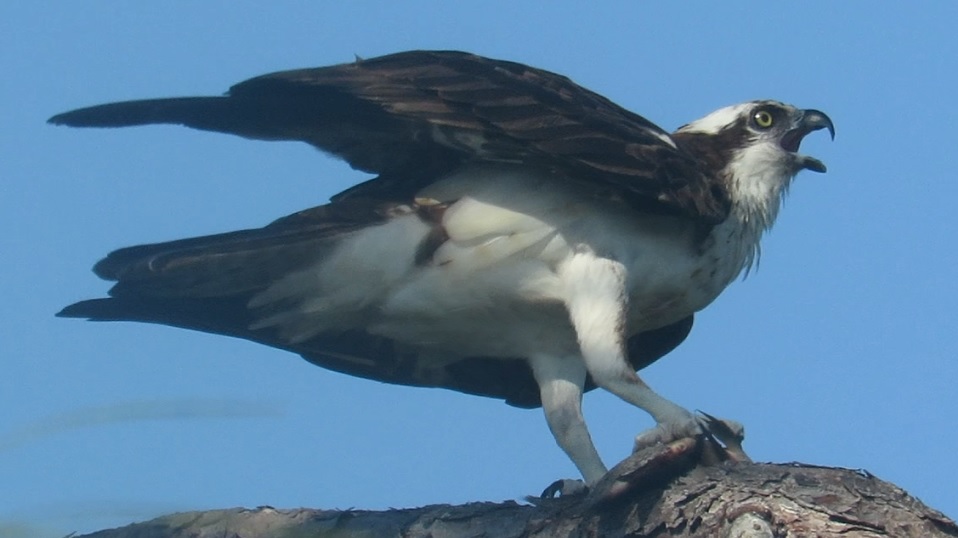 Backyard Birding....and Nature: Osprey Attacks Bald Eagle