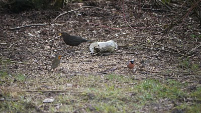 Birds of a Feather Primrose Hill Community Woodland Birds