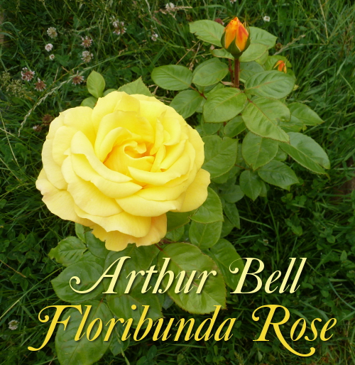 Yellow rose bush with a flower in full bloom and a few orange buds