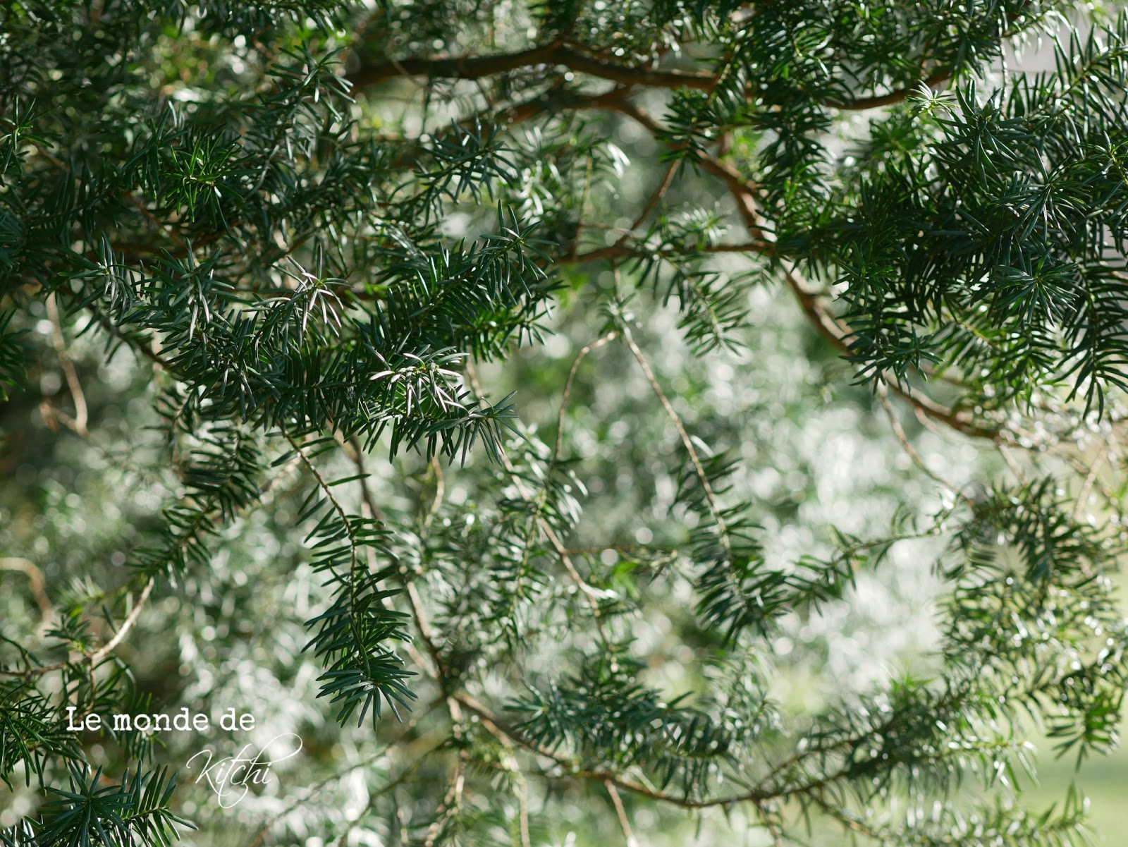 Le Monde De Kitchi Februar 2018