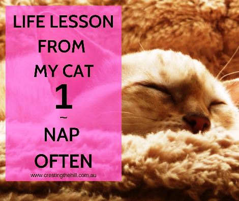Cats can teach us so many life lessons - the first is to take the time for a nap or two and recharge #inspiration #lifelesson
