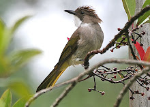 Orchraceous Bulbul_2011