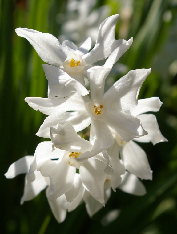 John Grimshaw's Garden Diary April 2013