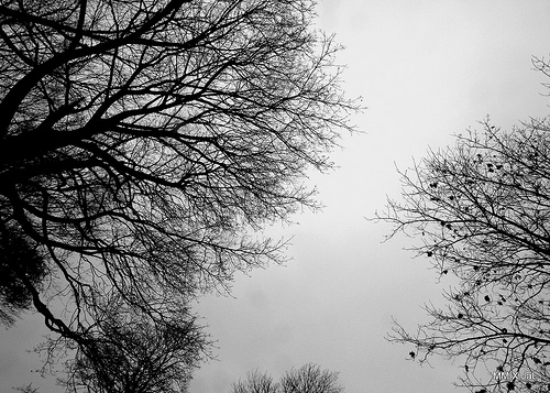  Gambar  Cabang Musim Dingin Hitam  Putih  Pohon  Gambar  Sketsa 