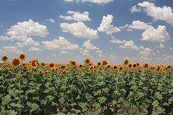 Field of sunflowers!
