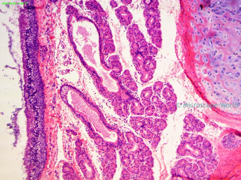 Microscope Larynx Image