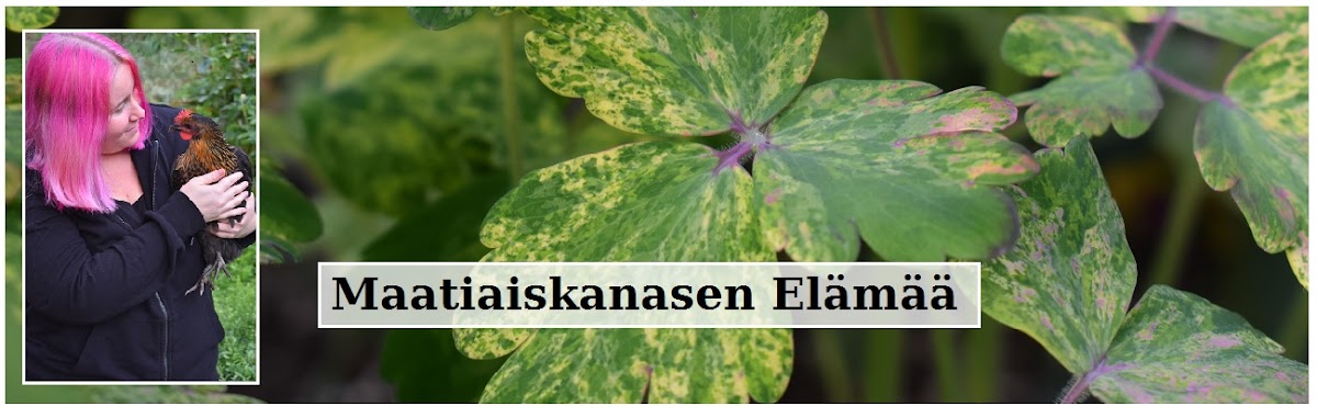 Maatiaiskanasen Elämää