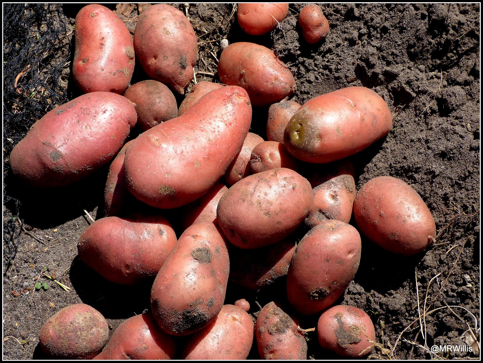 Mark's Veg Plot Harvesting Maincrop potatoes