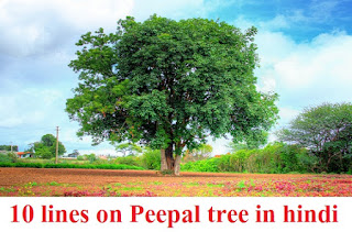 History of peepal tree image