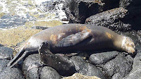 Female Sea Lion with Pup