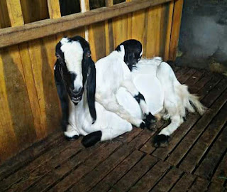 Mengapa induk kambing tidak mau menyusui anaknya Cara Mengatasi Induk Kambing Tidak Mau Menyusui Anaknya Beserta Penyebabnya