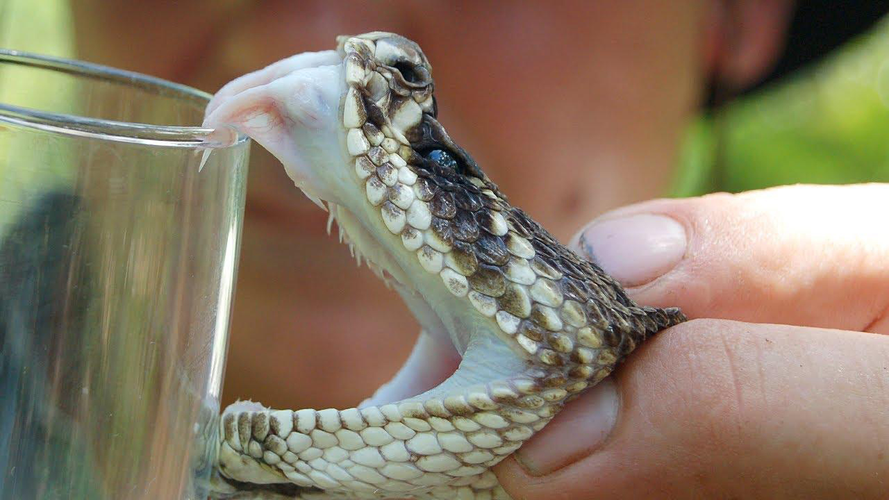 Harga racun ular king cobra sangat mahal