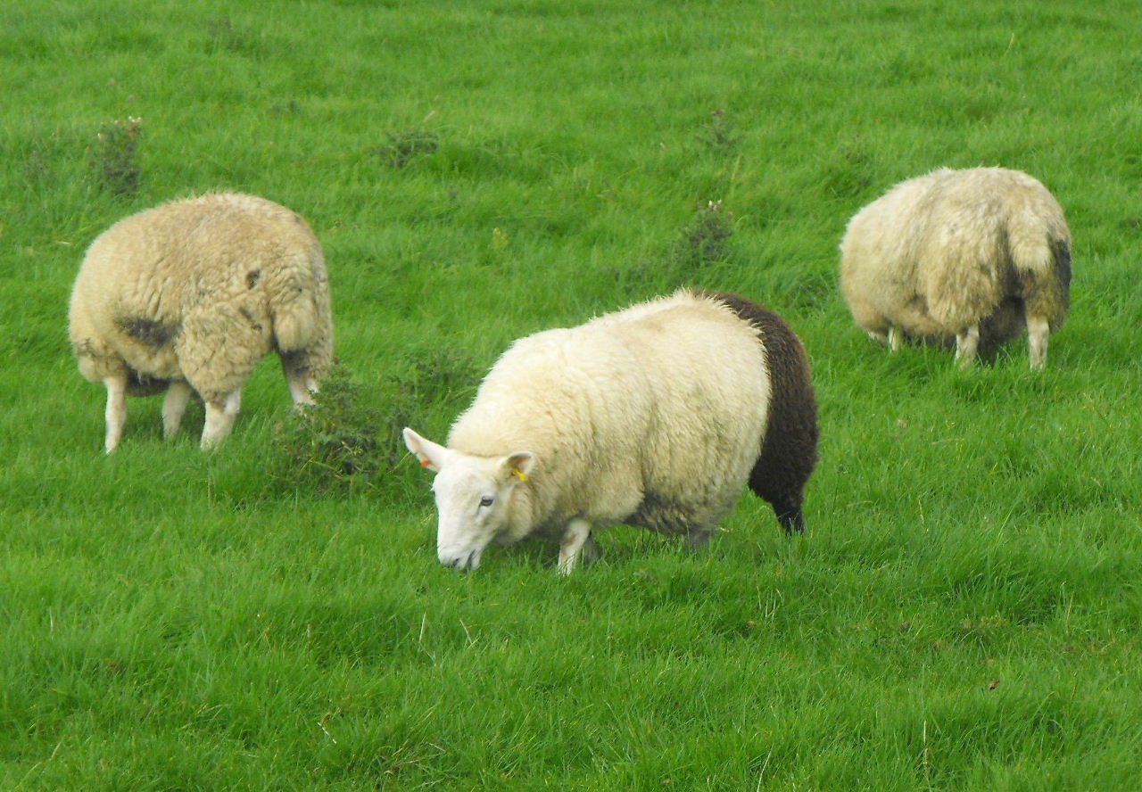 Largo Baywatch: Two-tone Sheep