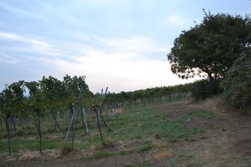 10 Hilarious Photos That Prove Cats Are Basically Made Of Liquid