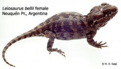 Leiosaurus belli