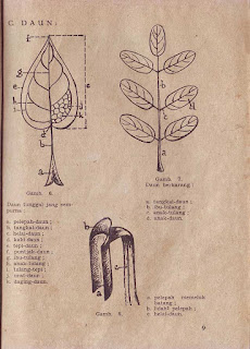 Buku Ilmu Ilmu Tumbuh-Tumbuhan Cetakan 1956