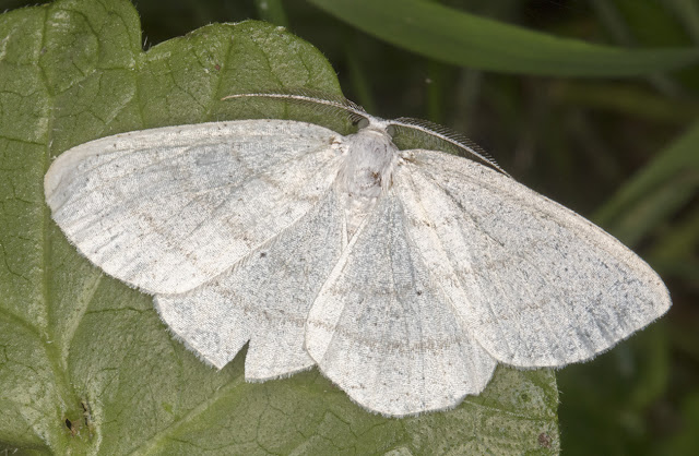 Common White Wave, Cabera pusaria. Sevenoaks Wildlife Reserve, 26 August 2017. Common White Wave, Cabera pusaria. Sevenoaks Wildlife Reserve, 26 August 2017.